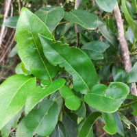 Cordia oblongifolia Thwaites
